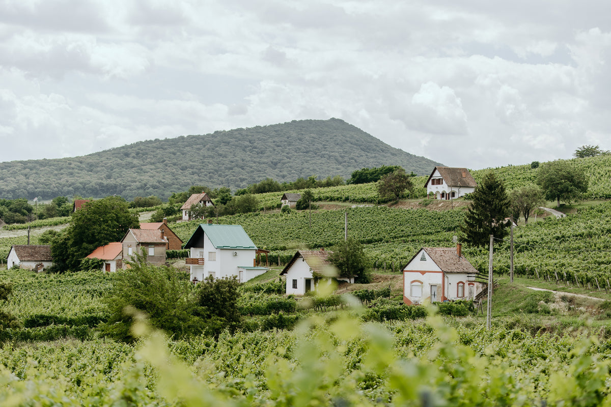 Zu den Spitzenweinen vom Weingut Bock: Traditionelle weiße Presshäuser inmitten von grünen Weinbergen vor einem markanten Hügel in Villány.