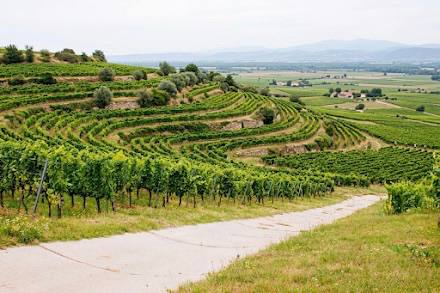 Zu den exklusiven Weinen vom Weingut A. Gere: Grüne, terrassierte Weinberge an einem Hang mit Blick auf eine weite Landschaft.