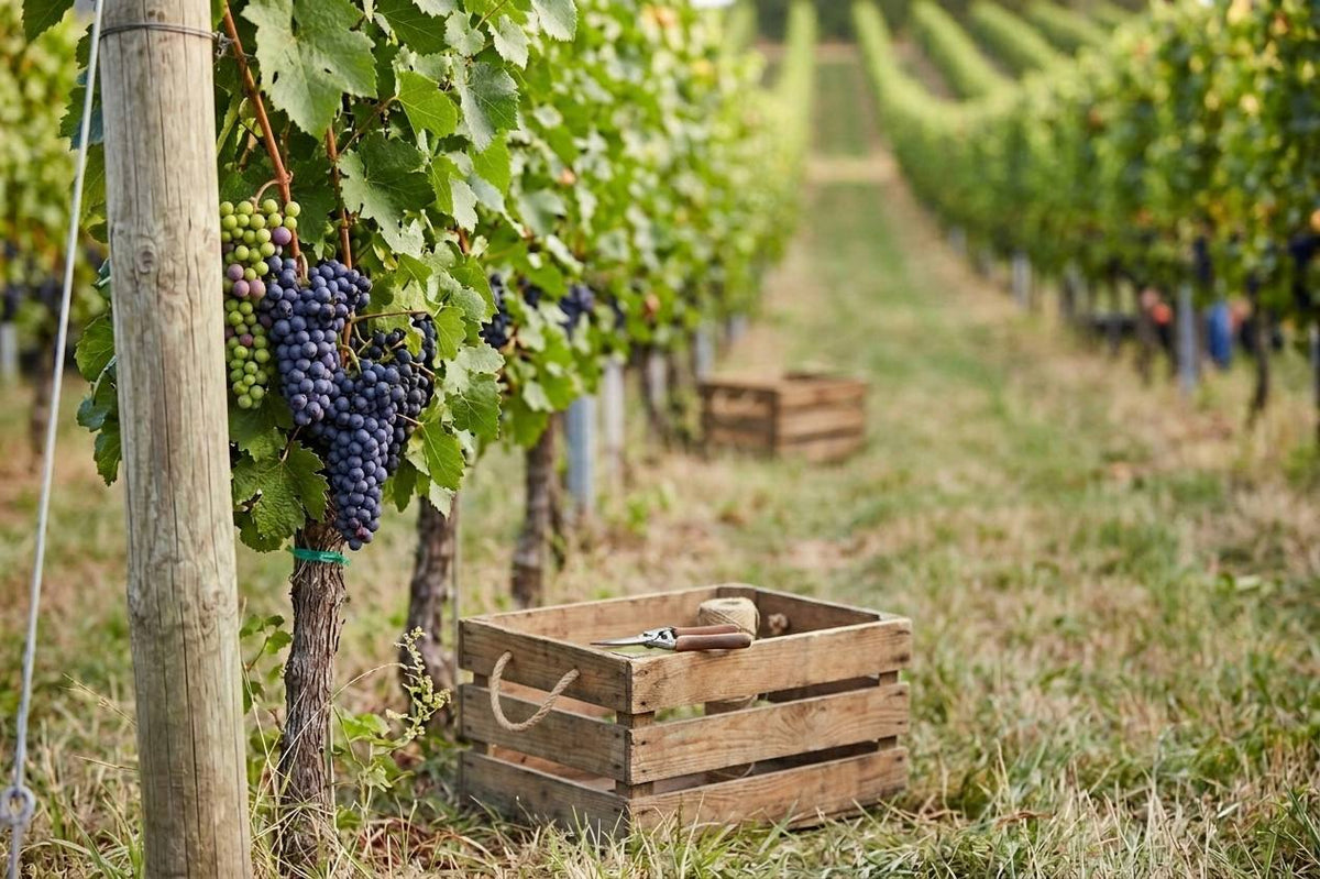 Zu den erlesenen Weinen vom Weingut A. Gere: Reife blaue Trauben am Rebstock und eine hölzerne Erntekiste mit Rebschere während der Weinlese.
